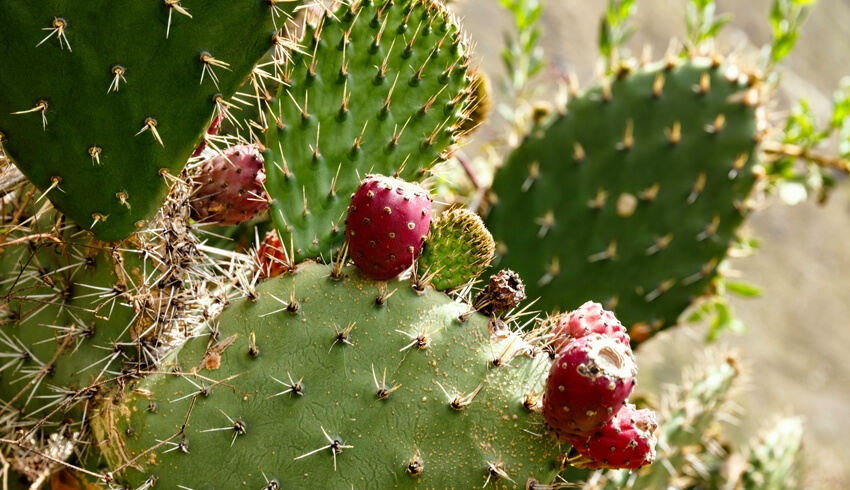 What Are The Benefits Of Prickly Pear Seed Oil?